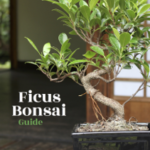 Ficus Bonsai Guide