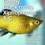 Guppy, Black Molly, Xiphophorus & C.